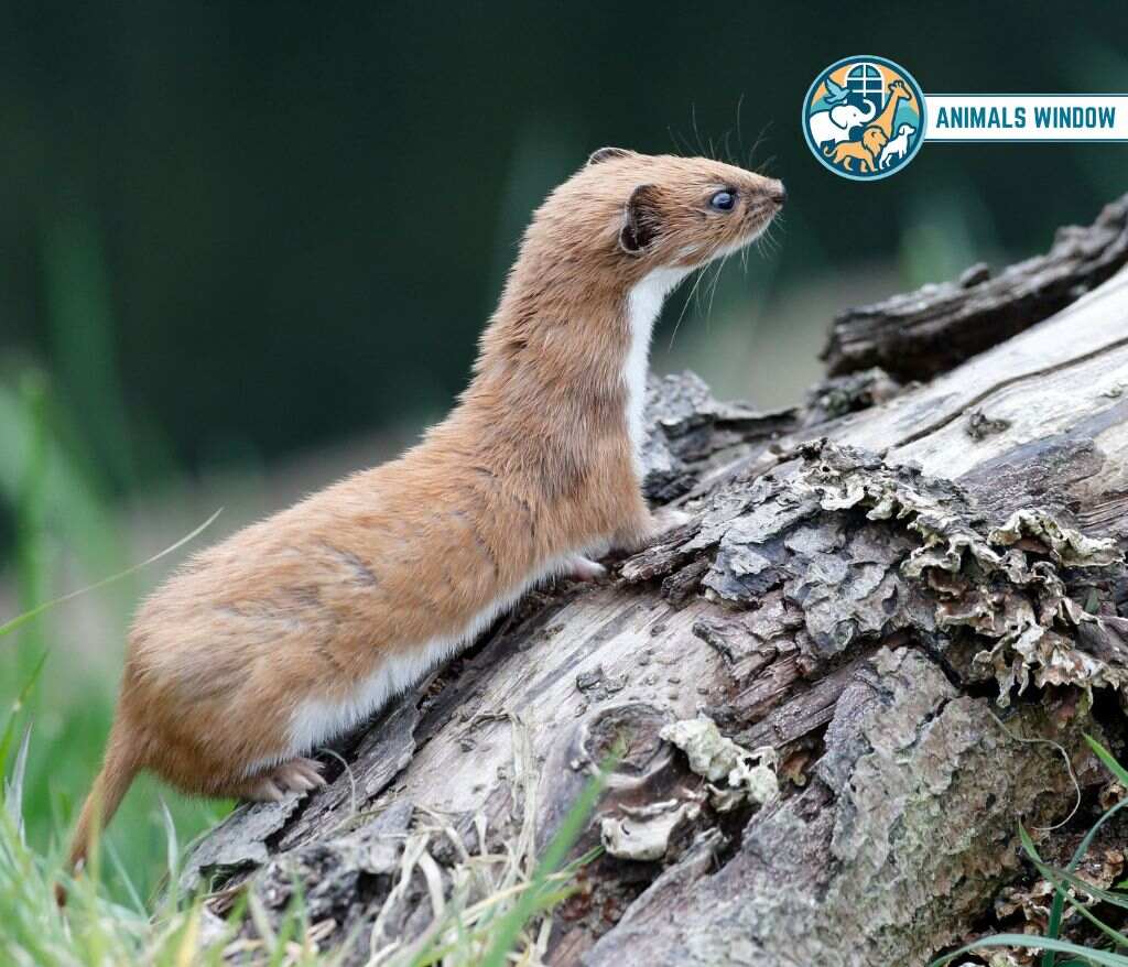 Least Weasel Animal similar Ferrets