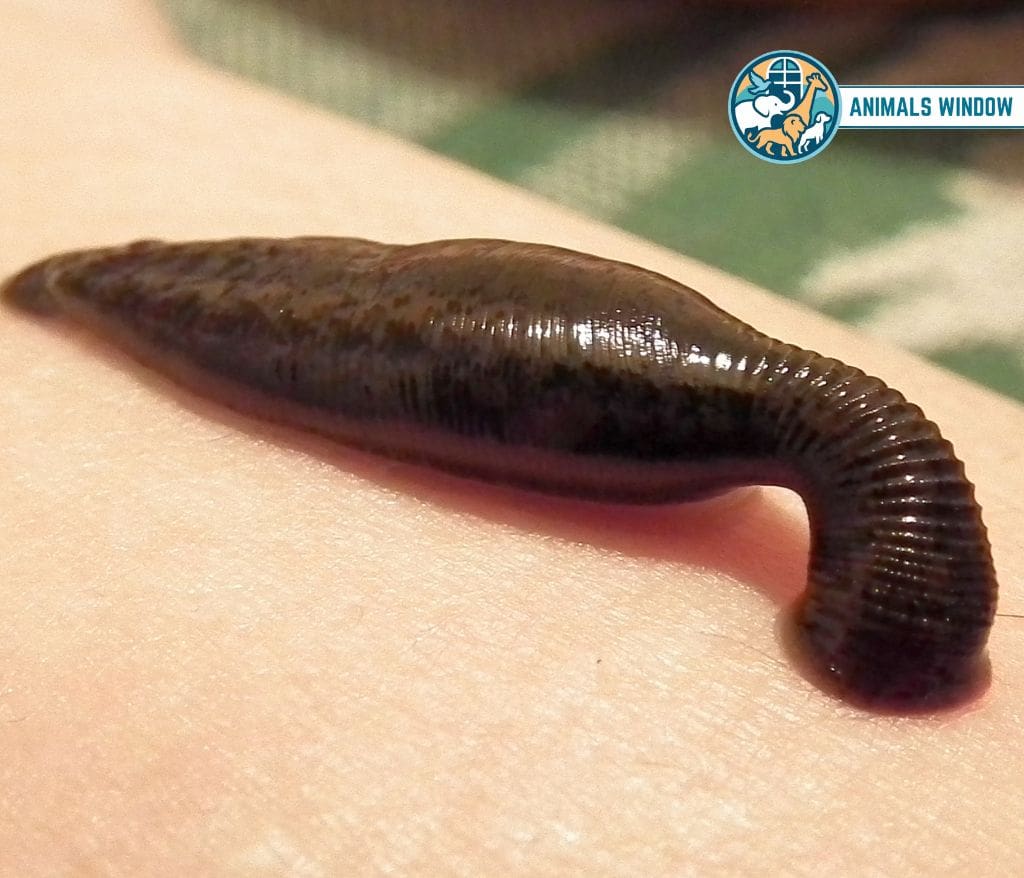 Leech Animal Without Legs
