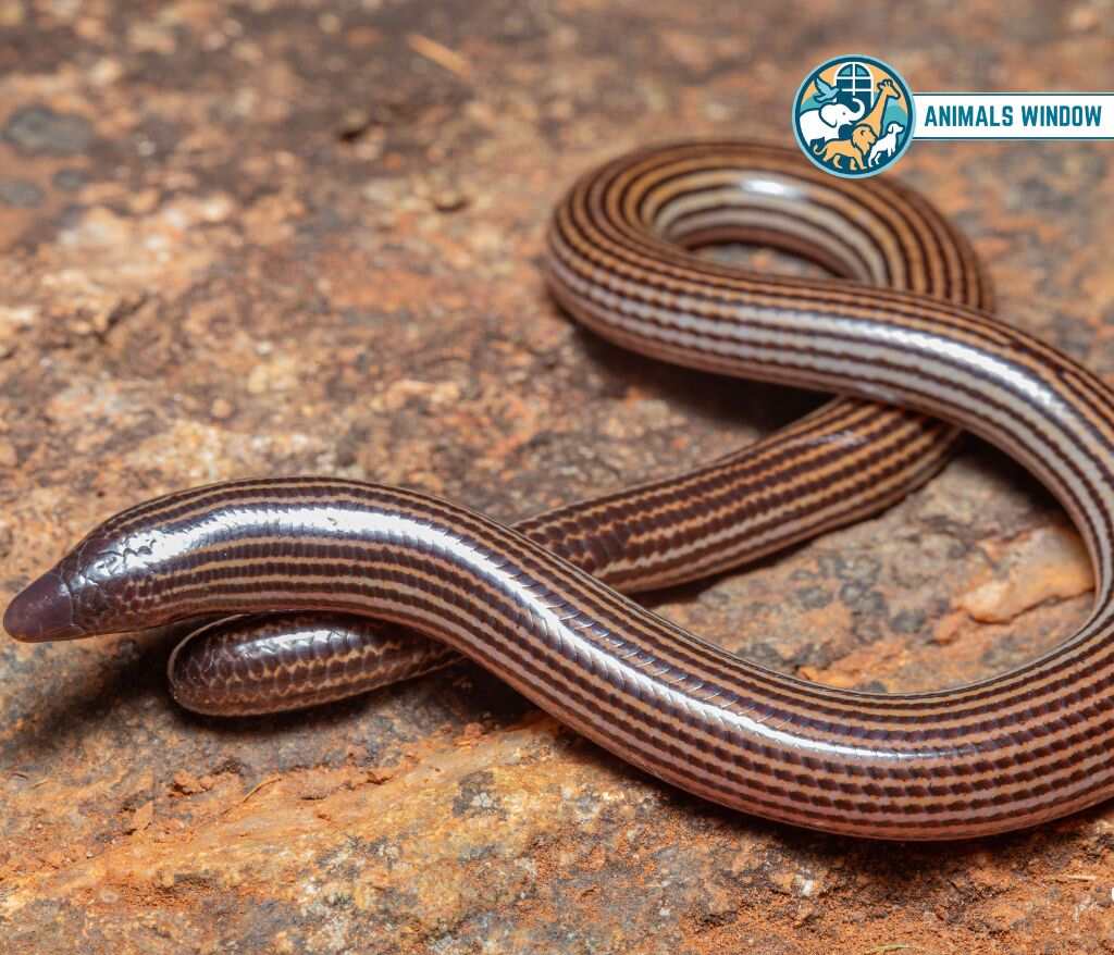Legless Skink Animals Without Legs