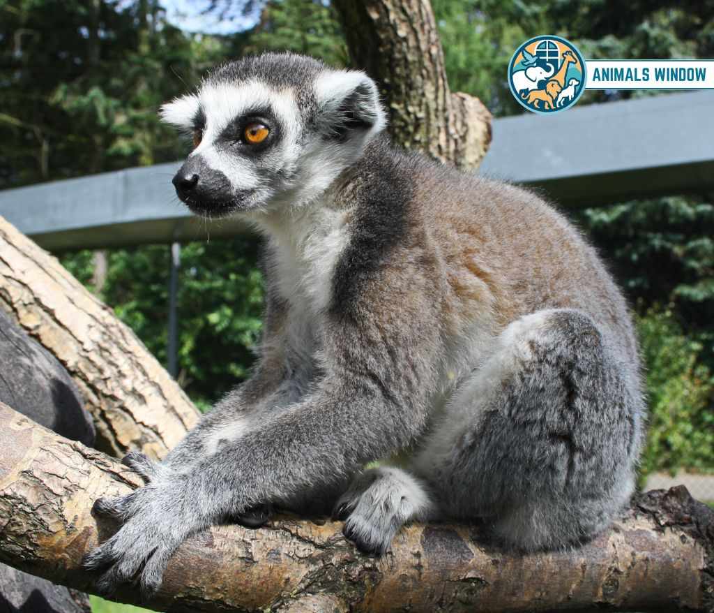 Lemur Animals with Opposable Thumbs (With Picture and Unique Facts)