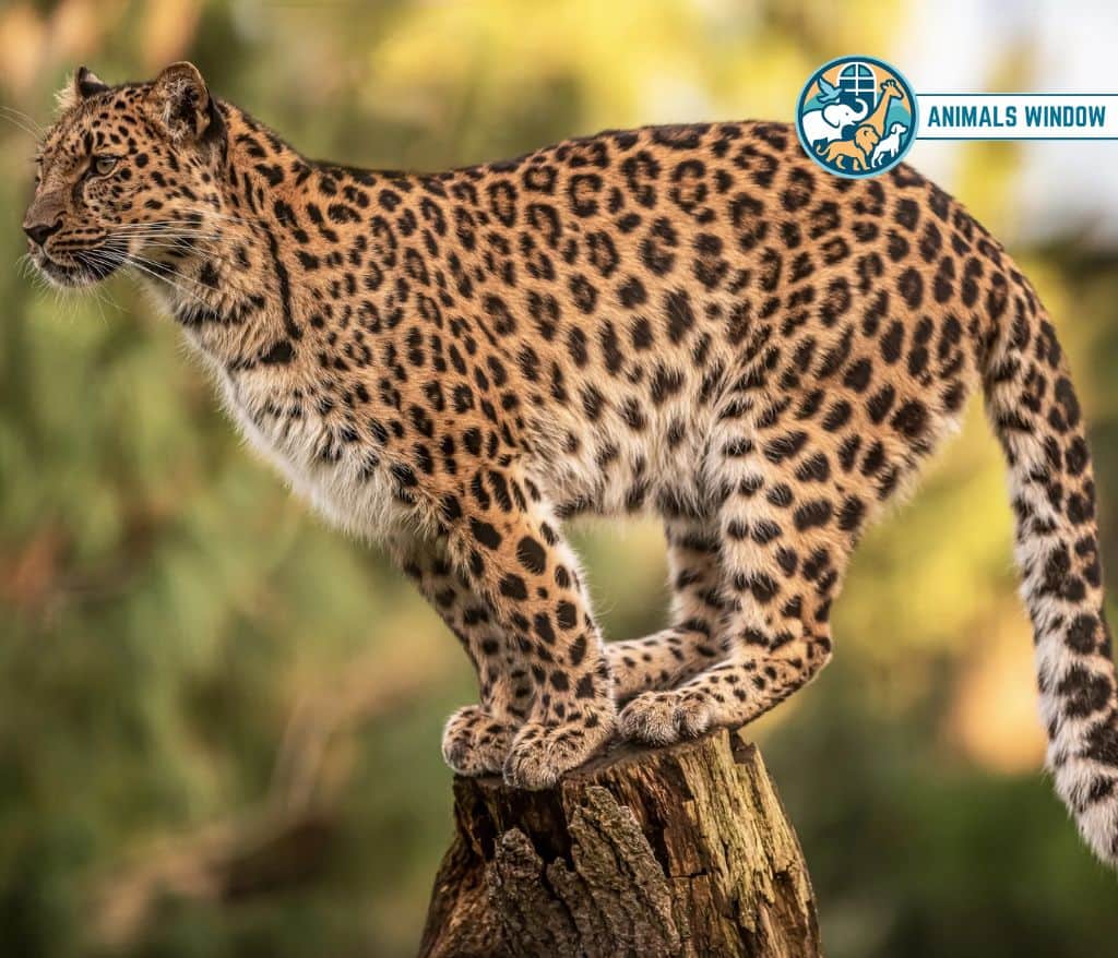 Leopard Animal That Gallop