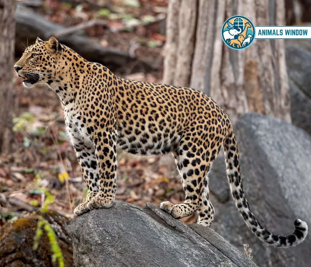 Leopard Animals That Growl on Earth