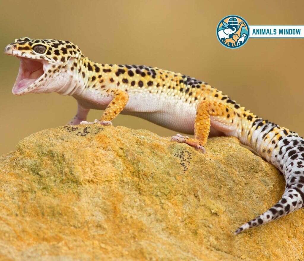 Leopard Gecko Best Terrarium Animal