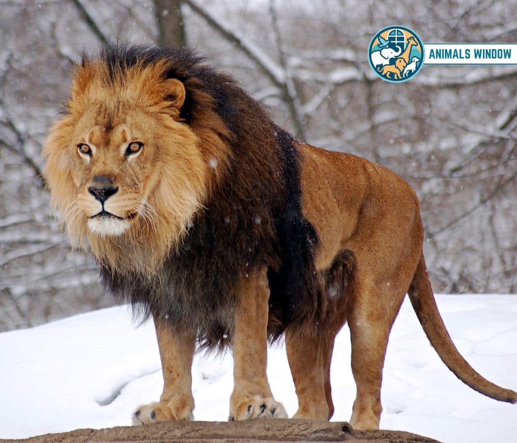 Lion Animal That Gallop