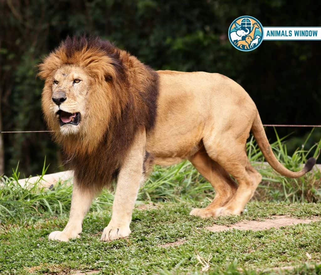 Lion Animals That Growl on Earth
