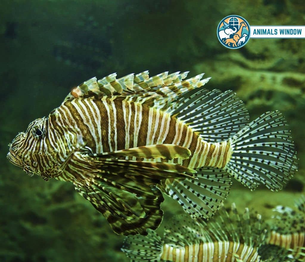Lionfish Spiky Animal With Spikes, Scales, and Quills