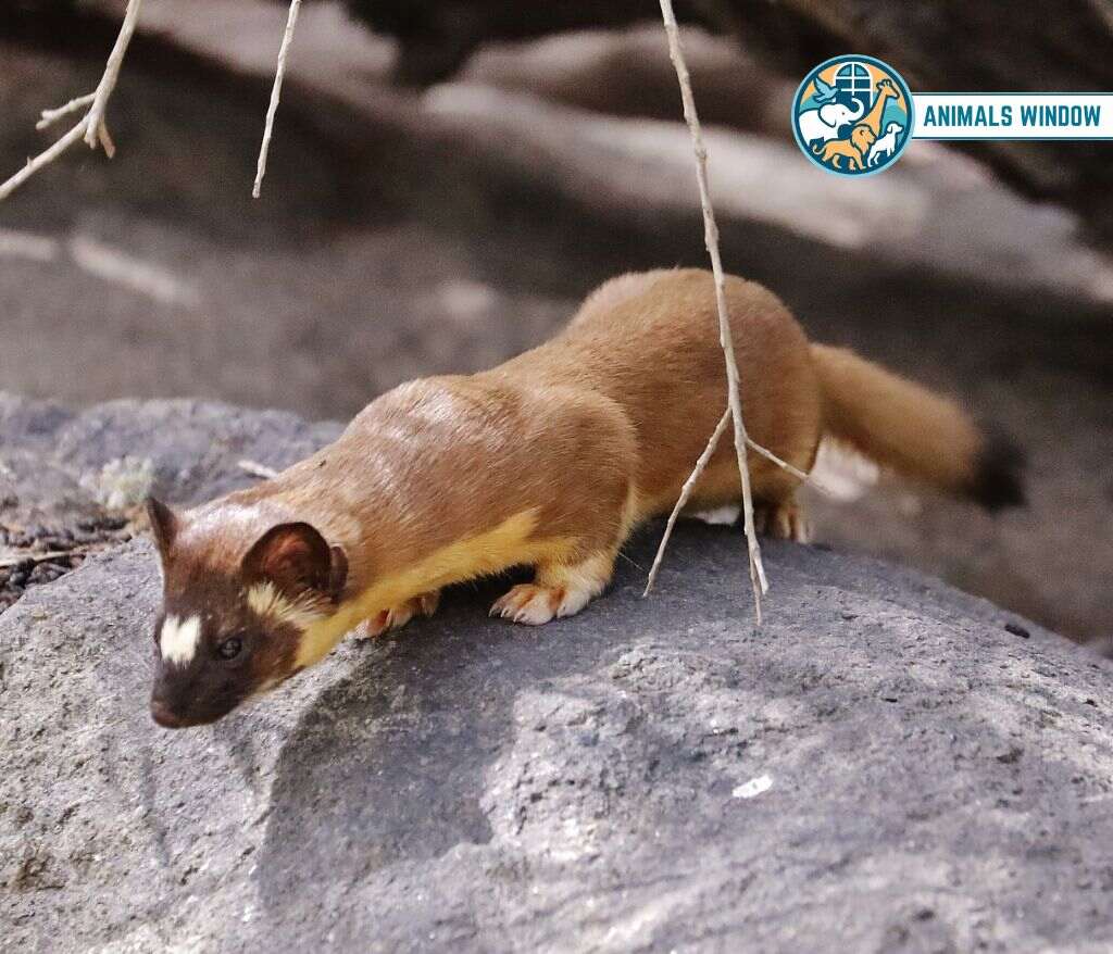 Long-Tailed Weasel Animal Like Ferrets