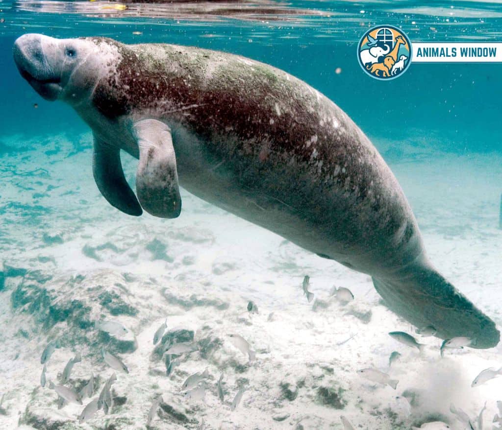 Manatee Animal Leglesss