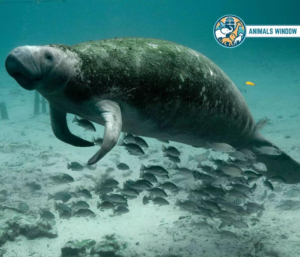 Manatee Clumsy Animal
