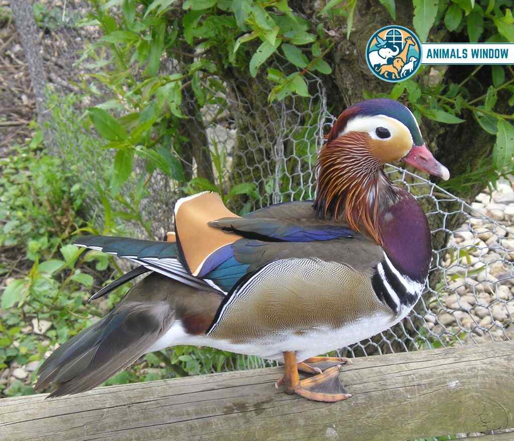 Mandarin Duck Animals with Feathers
