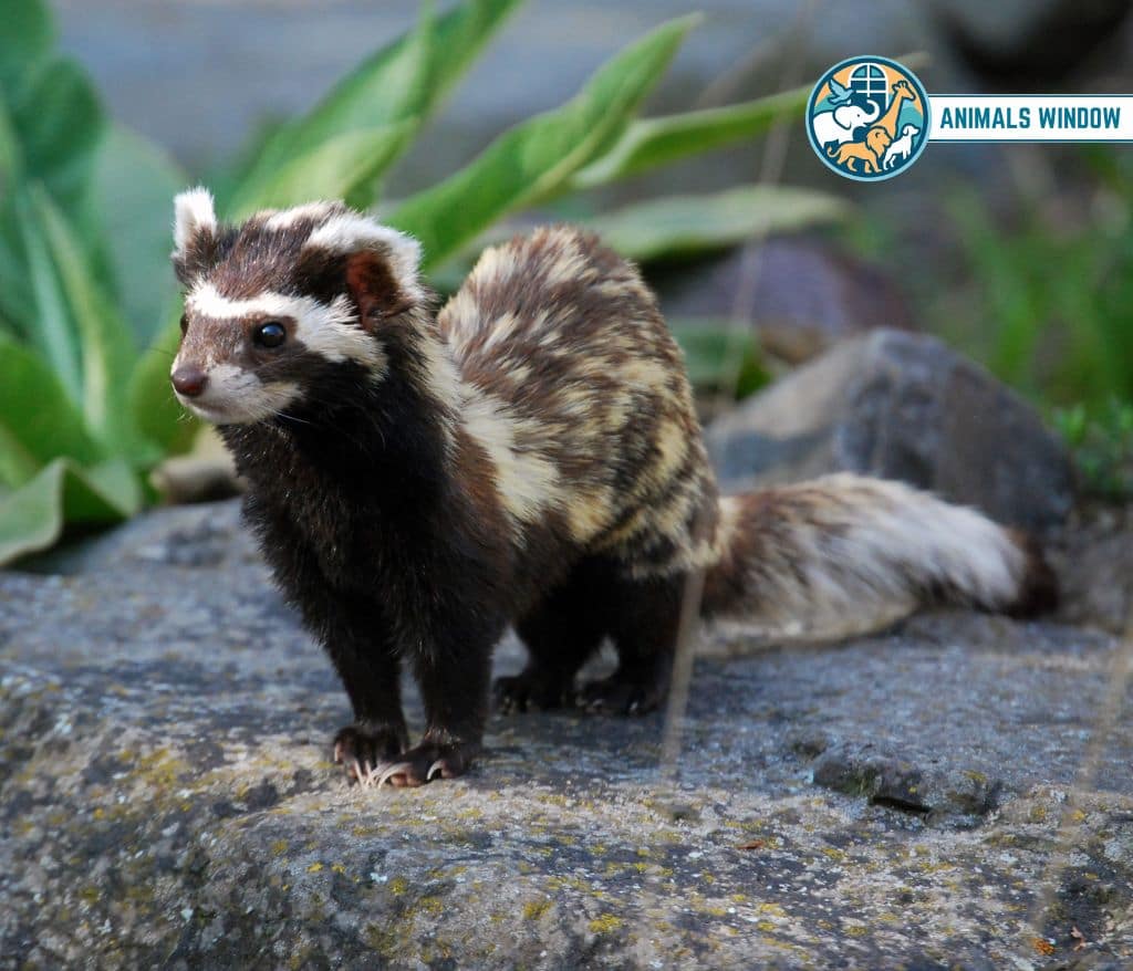 Marbled Polecat Animal similar Ferrets