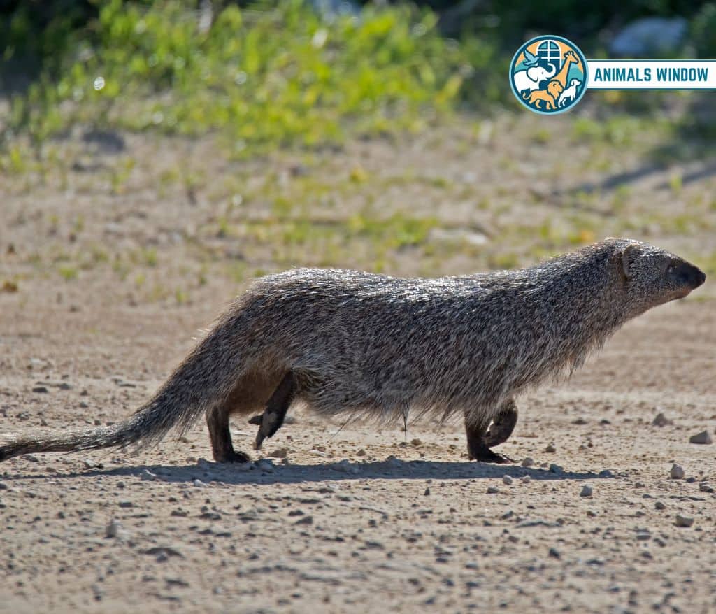 Mongoose Animal similar Ferrets