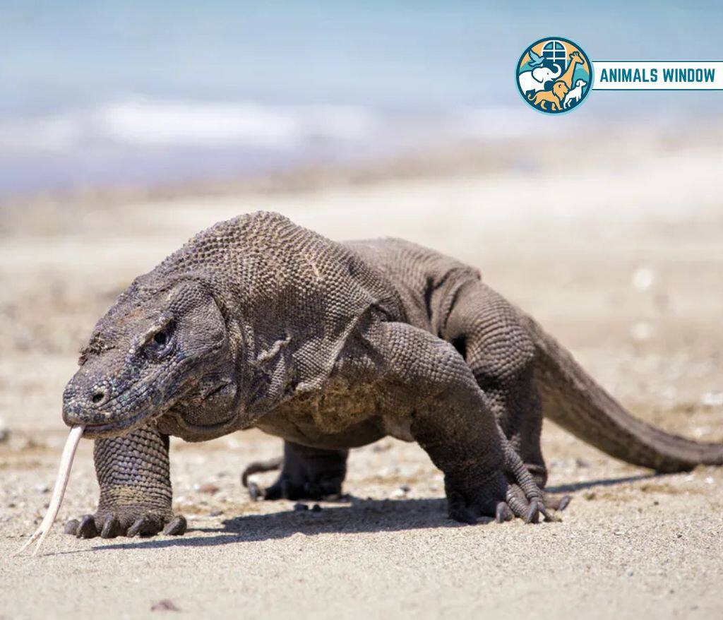 Monitor Lizard Animals with Scales