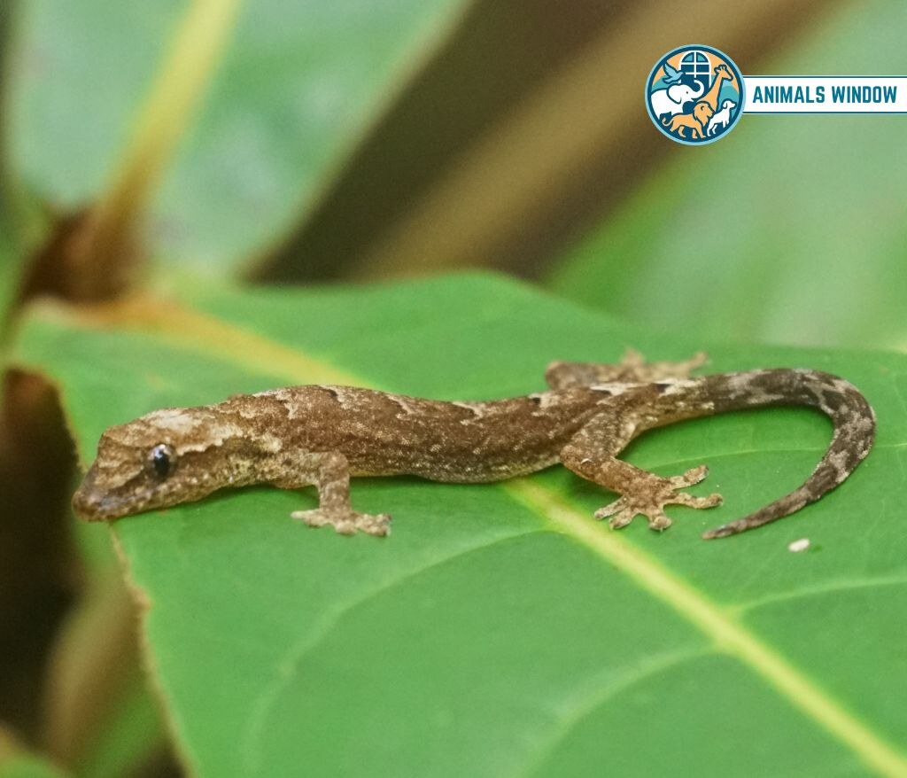 Mourning Gecko Best Terrarium Animal