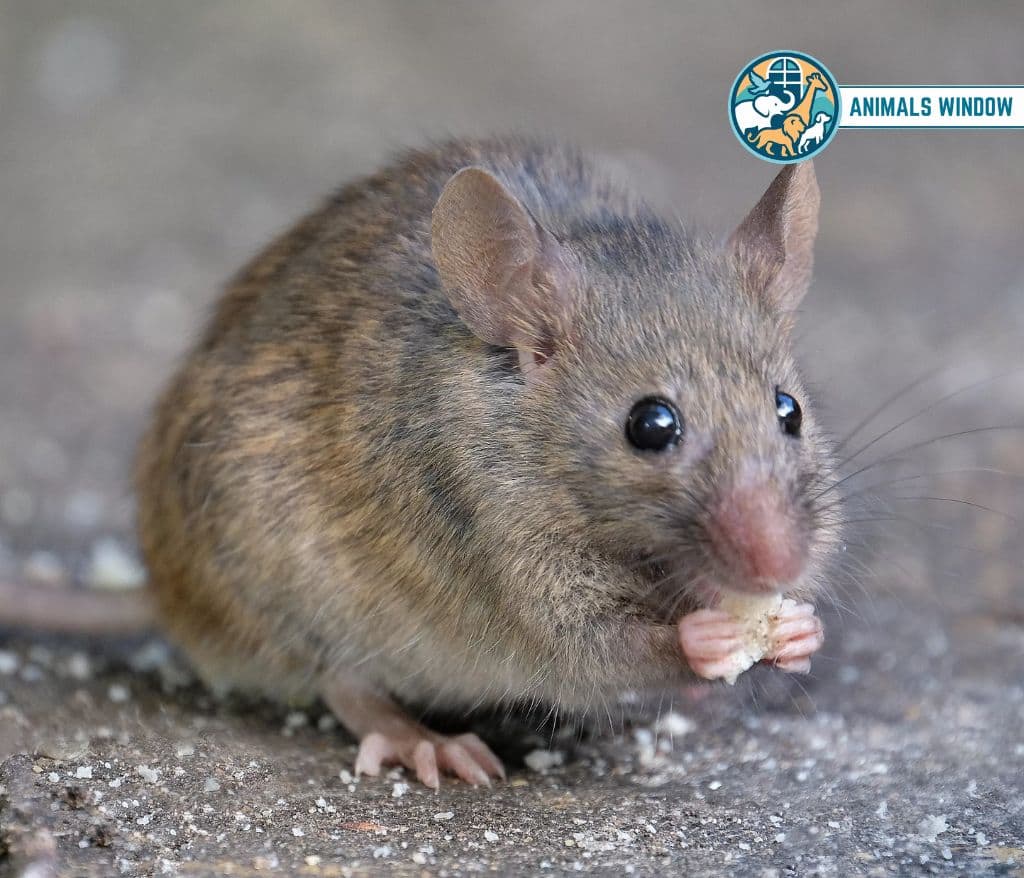 Mouse Weak Animal in the World