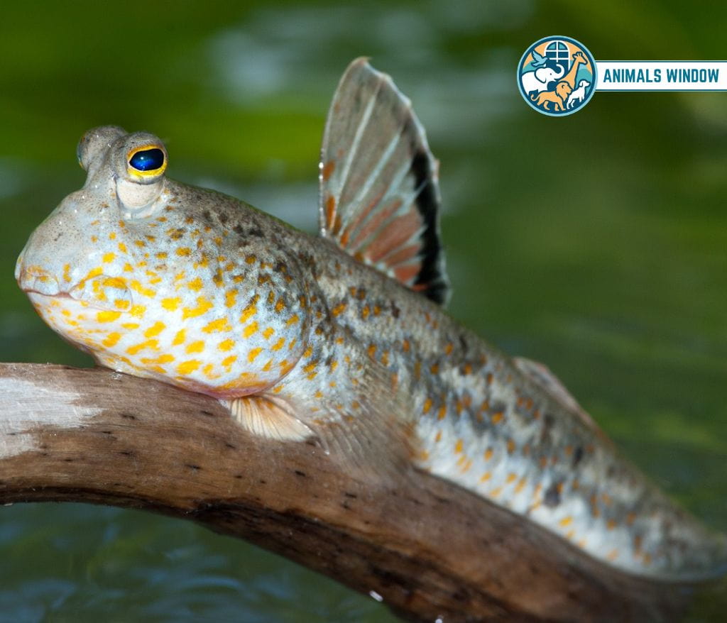 Mudskipper Clumsy Animals
