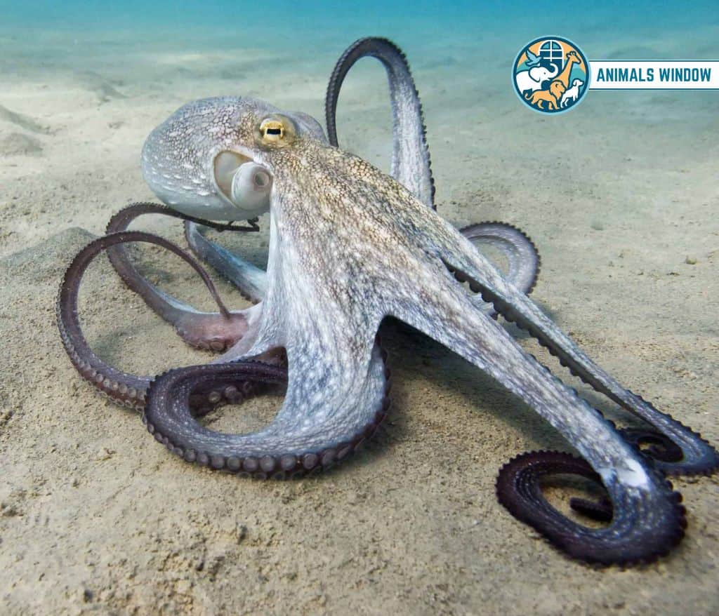 Octopus Greedy Animal