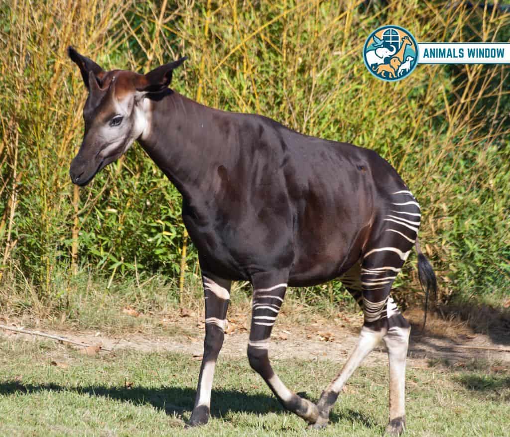 Okapi Shy Animal in the World