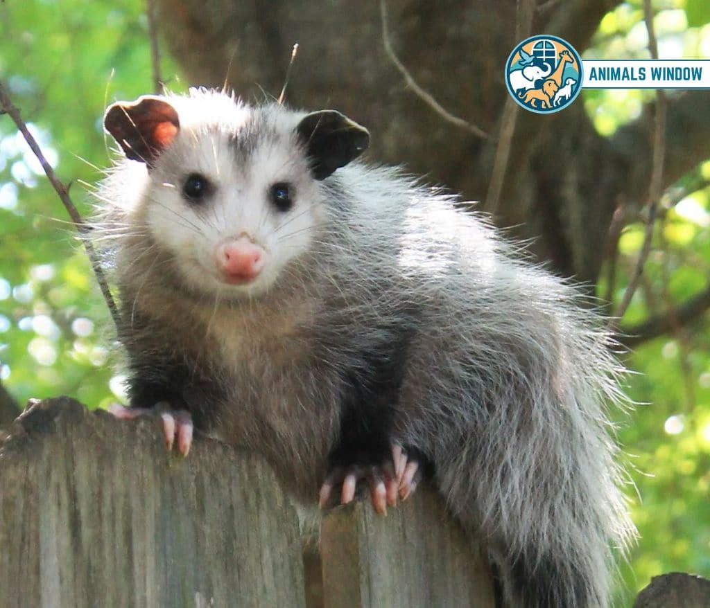 Opossum Animal That Eat Honey