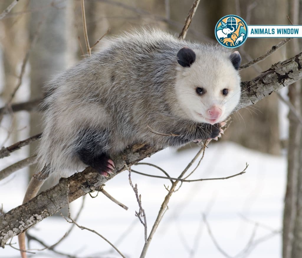Opossum Animal with Opposable Thumbs (With Picture and Unique Facts)