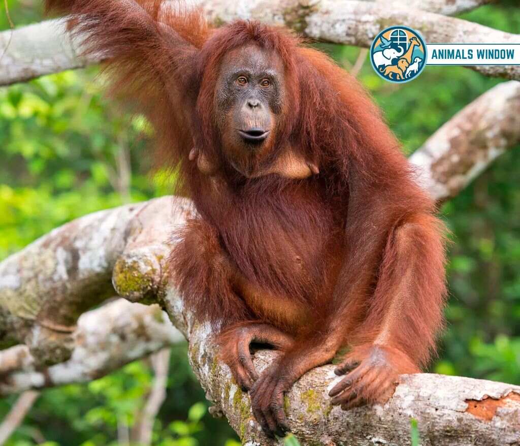Orangutan Animals with Opposable Thumbs (With Picture and Unique Facts)