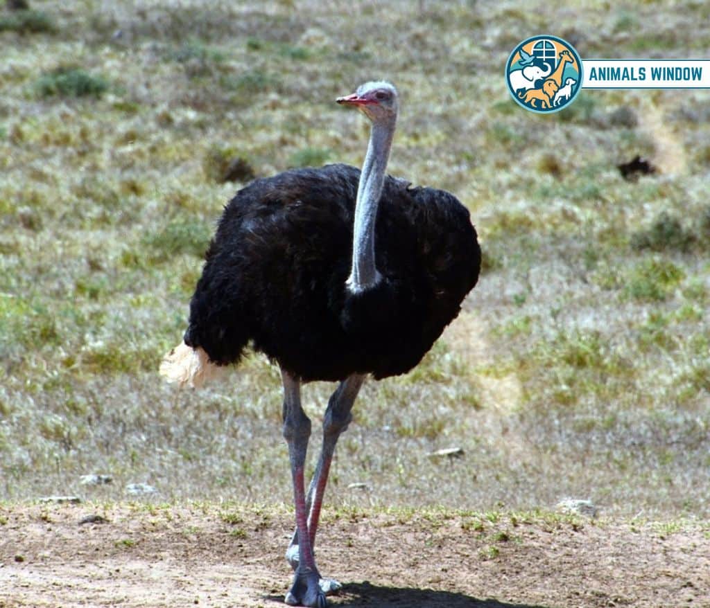 Ostrich Clumsy Animal