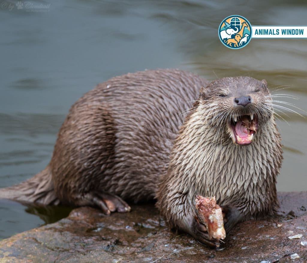 Otter Animal Like Ferrets