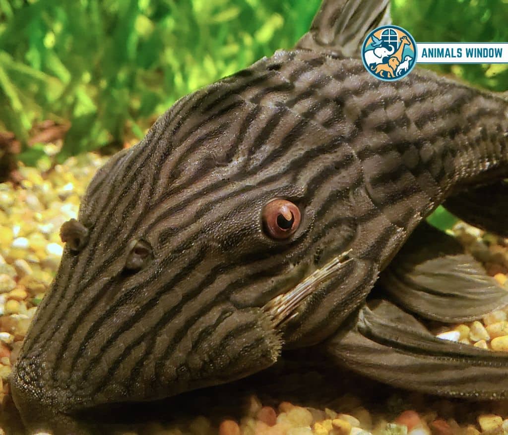 Panaque Catfish (Royal Pleco) Animal That Eat Wood