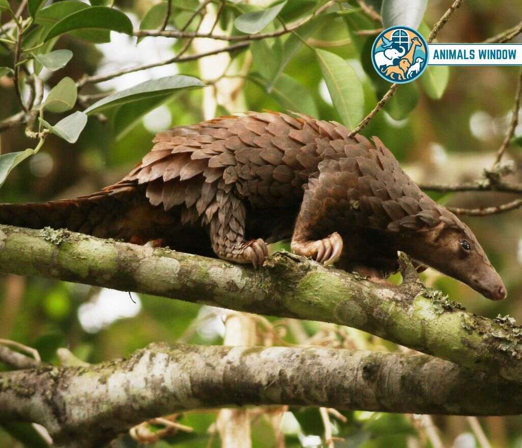 Pangolin Animals with Scales