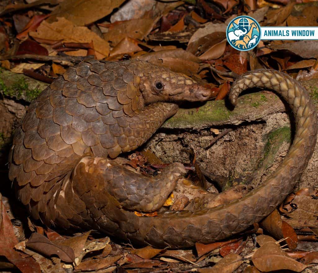 Pangolin Shy Animals in the World