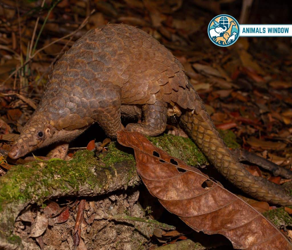 Pangolin Weak Animal in the World