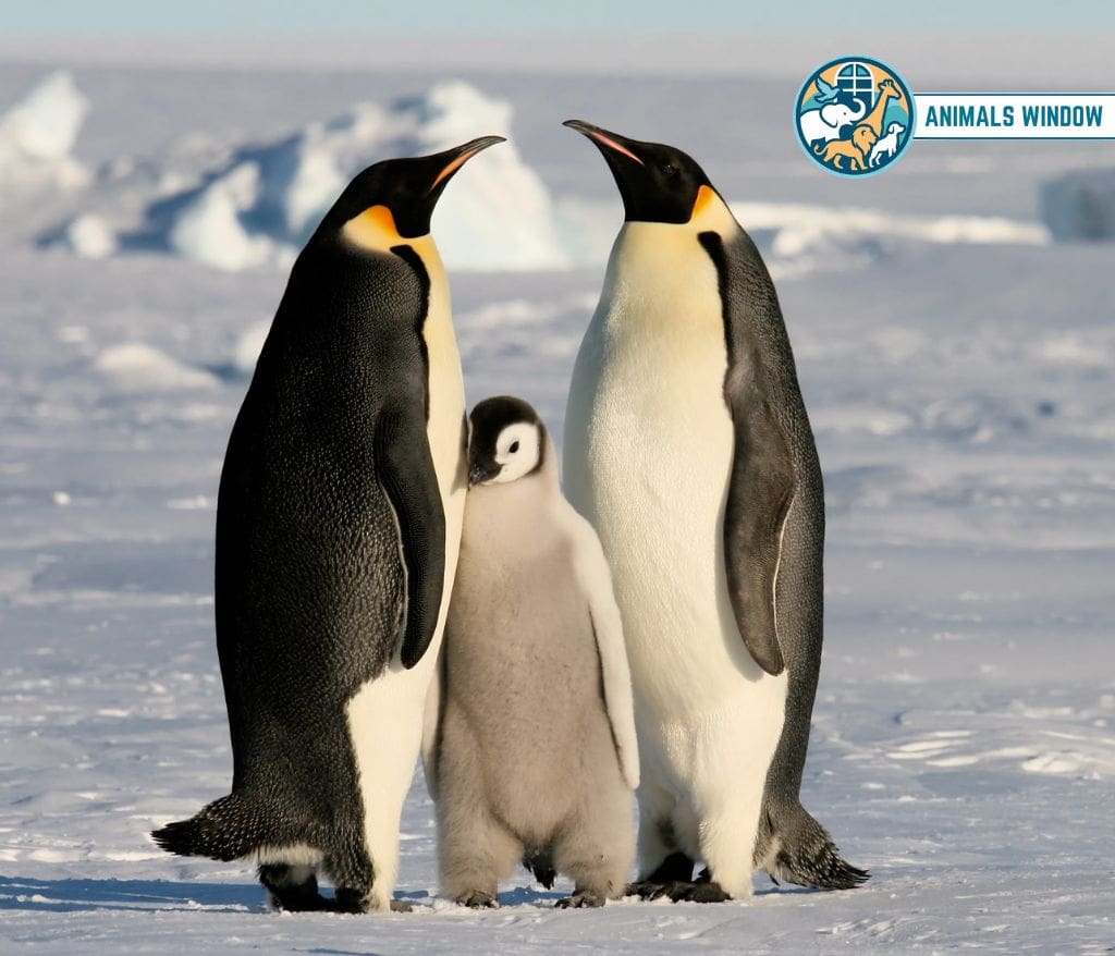 Penguin Clumsy Animals