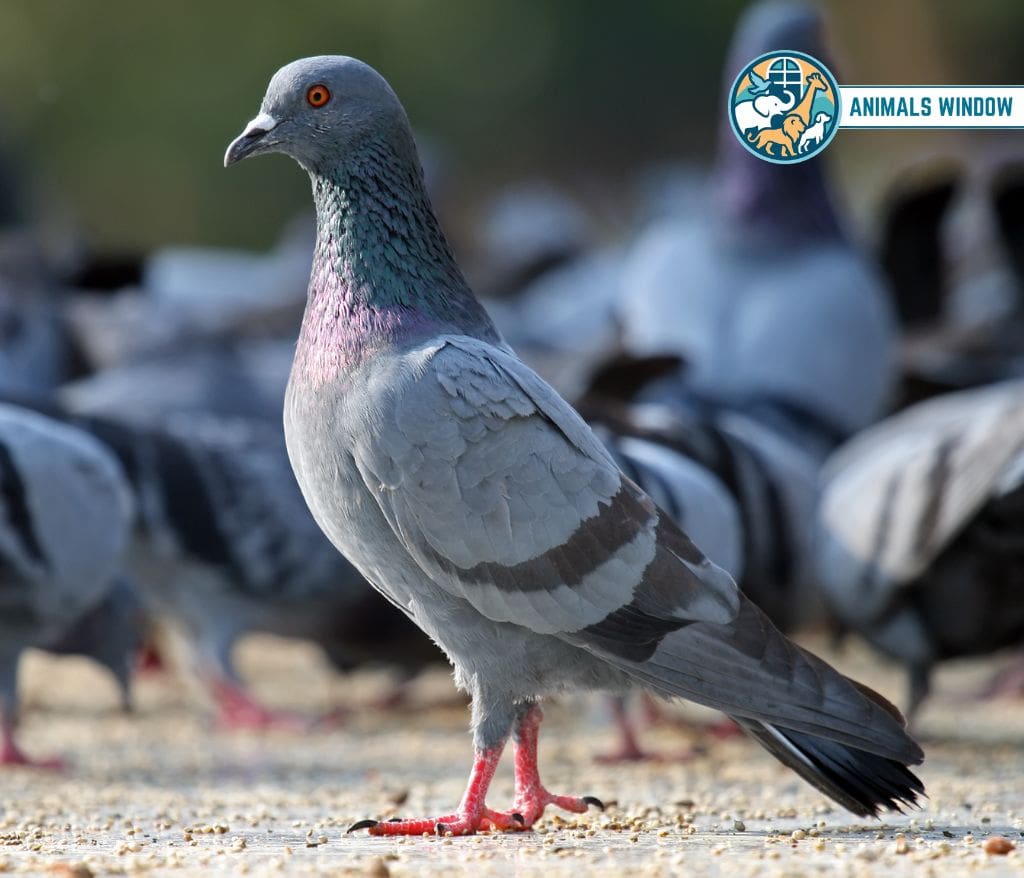 Pigeon Greedy Animal