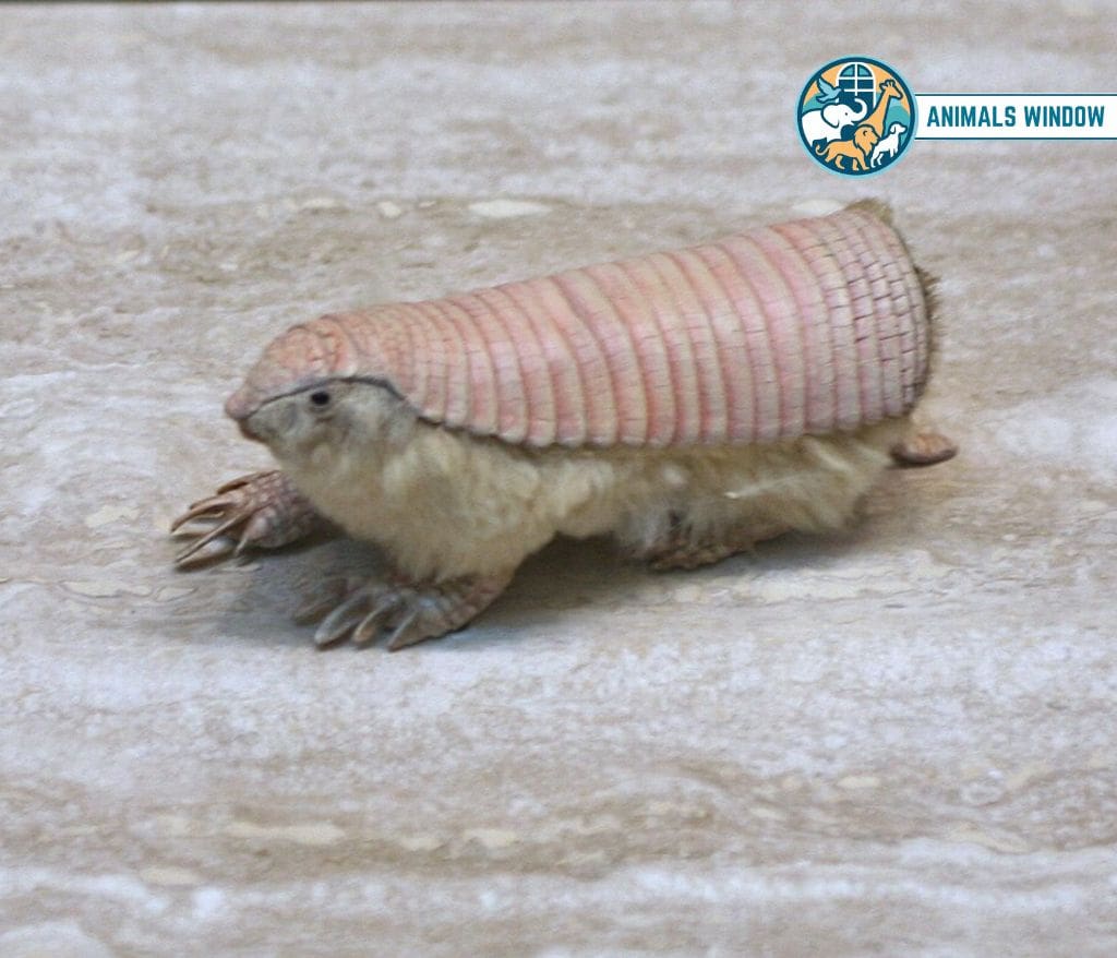 Pink Fairy Armadillo Shy Animal in the World