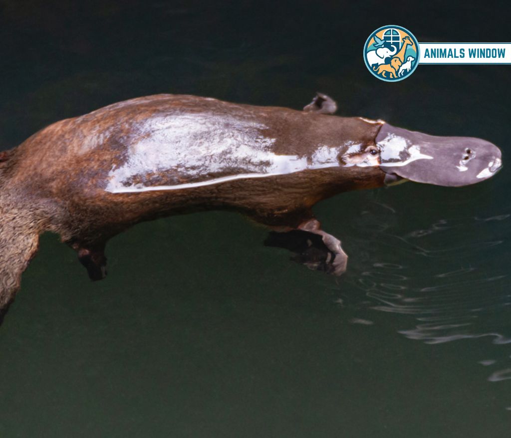 Platypus Shy Animal in the World