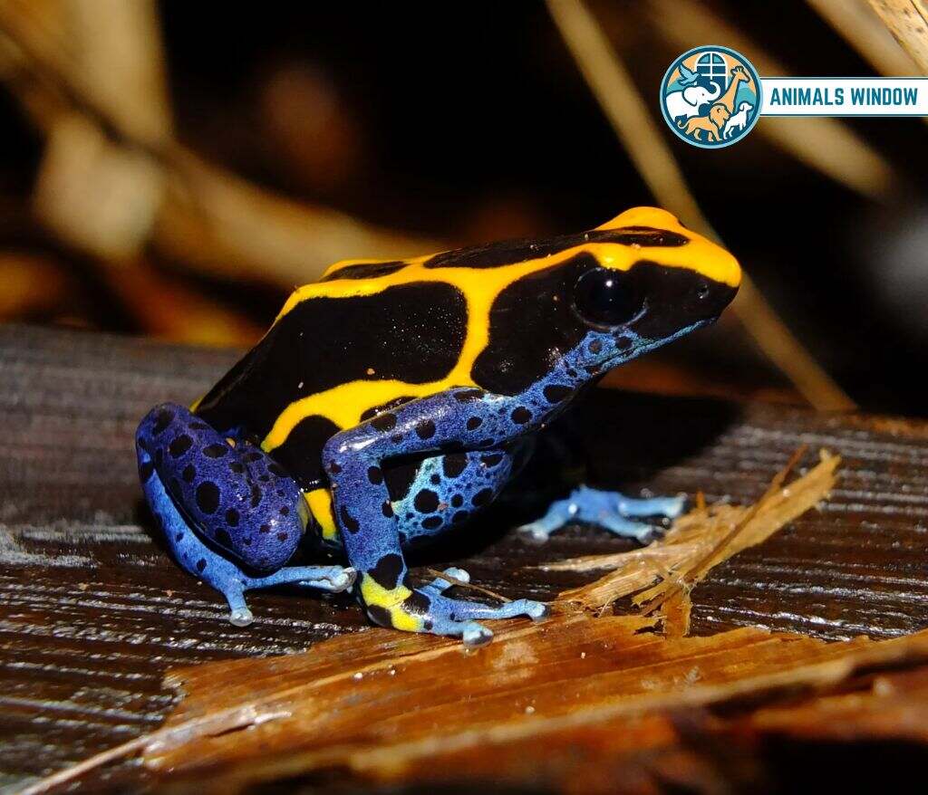 Poison Dart Frog Best Terrarium Animals