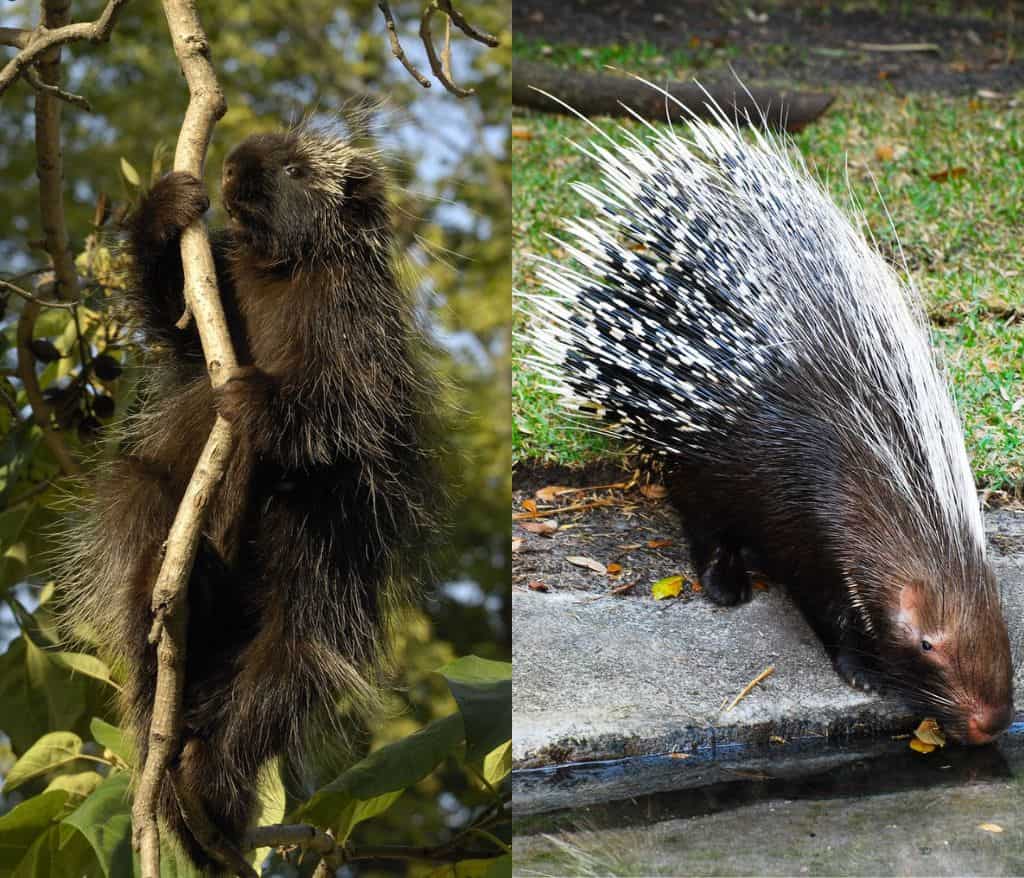 Porcupine Spiky Animal With Spikes, Scales, and Quills