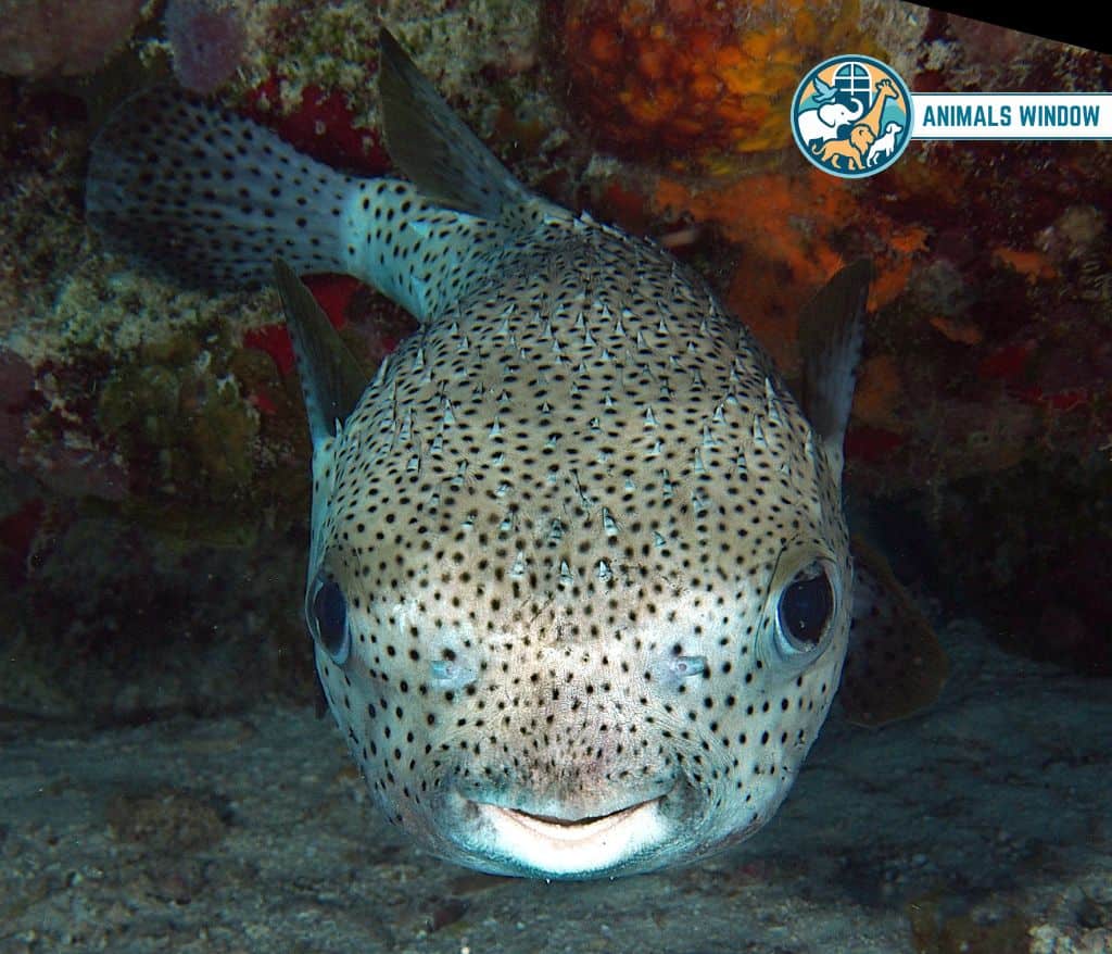 Porcupinefish Spiky Animal With Spikes, Scales, and Quills