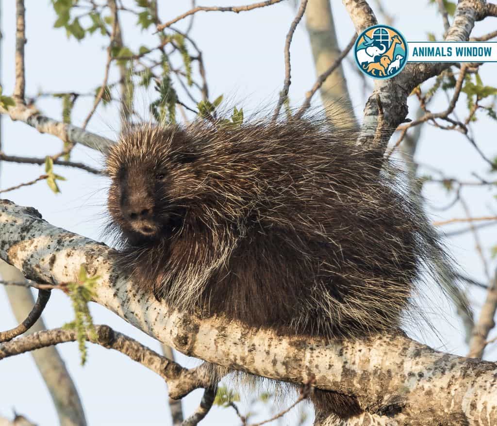 Porcupines Animal That Eat Wood