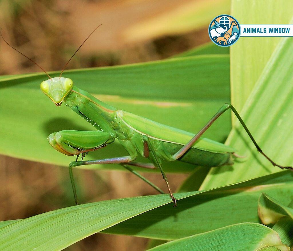 Praying Mantis Best Terrarium Animals