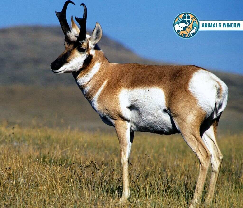 Pronghorn Animal That Gallop