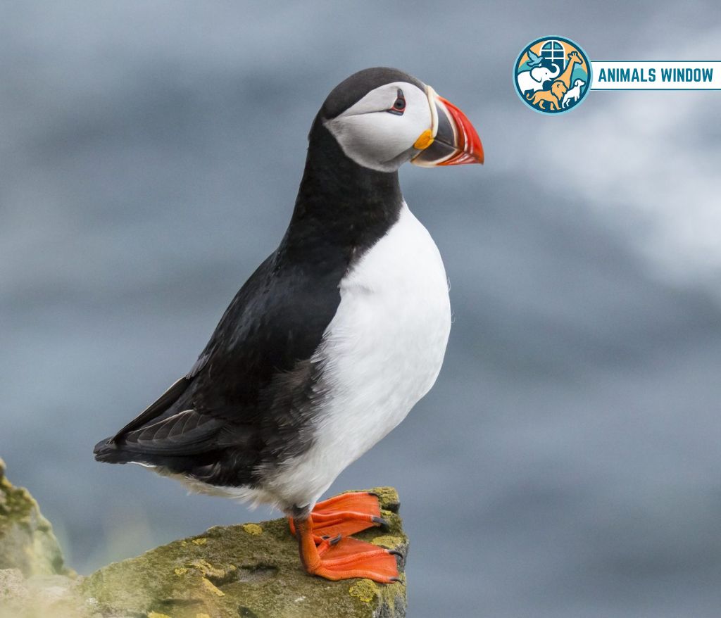 Puffin Clumsy Animal