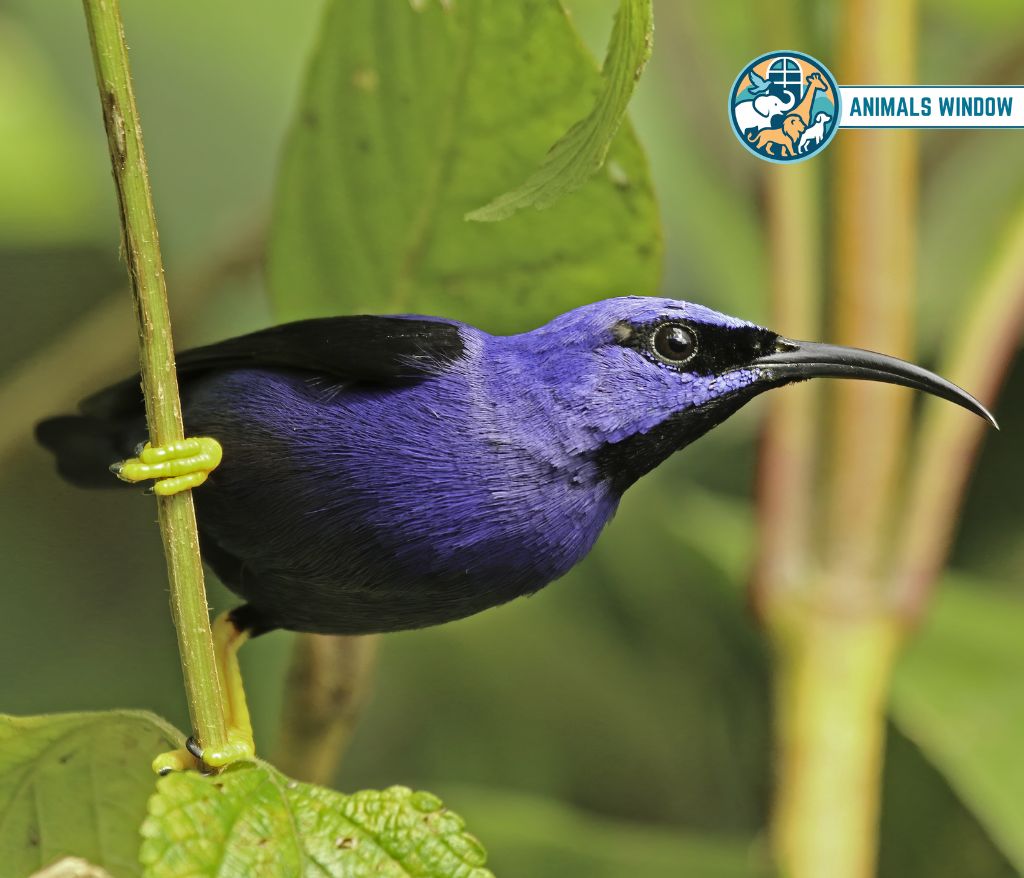 Purple Honeycreeper Blue Animals