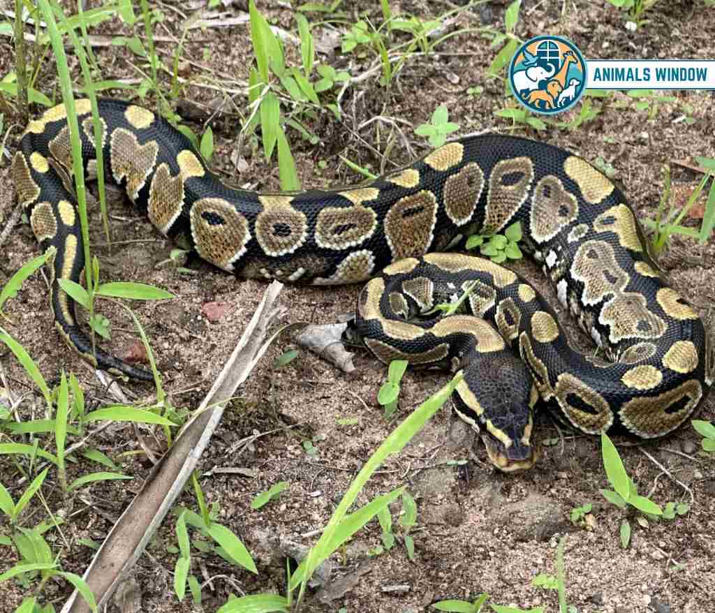 Python Animals with Scales