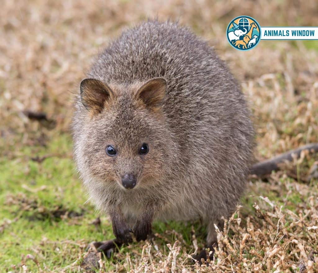 Quokka Shy Animals in the World