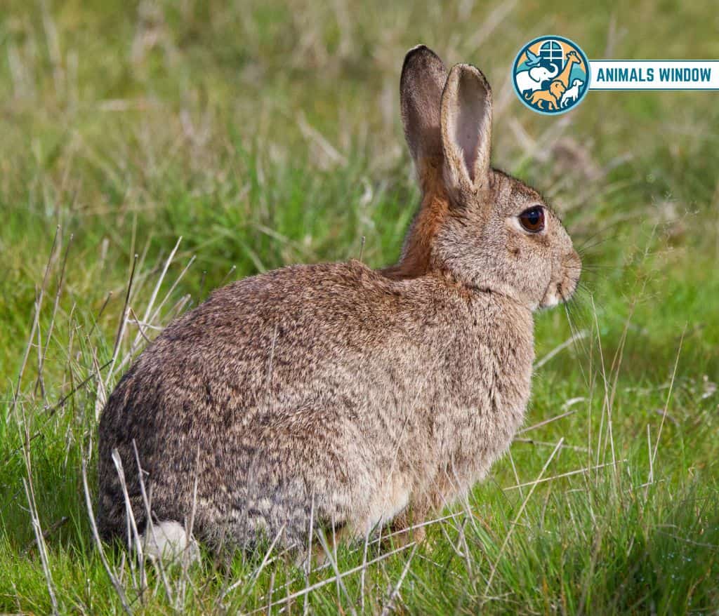 Rabbits Animal That Eat Wood