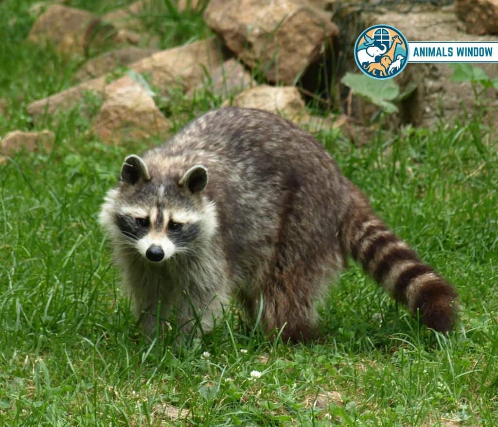 Raccoon Animal That Eat Honey