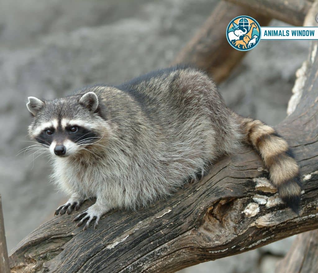 Raccoon Animal That Growl on Earth