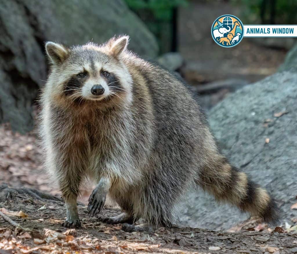 Raccoon Greedy Animal