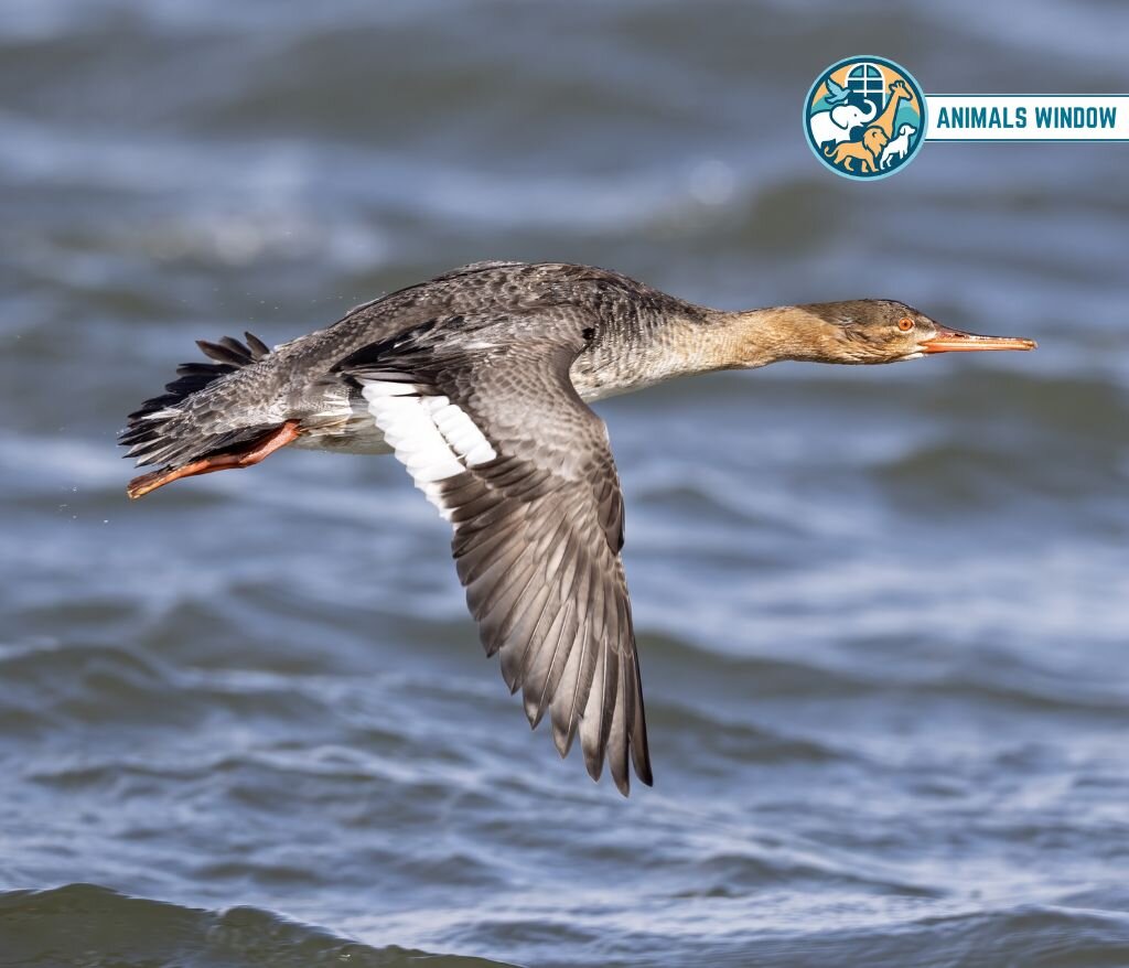 Red-breasted Merganser Animal with Feathers